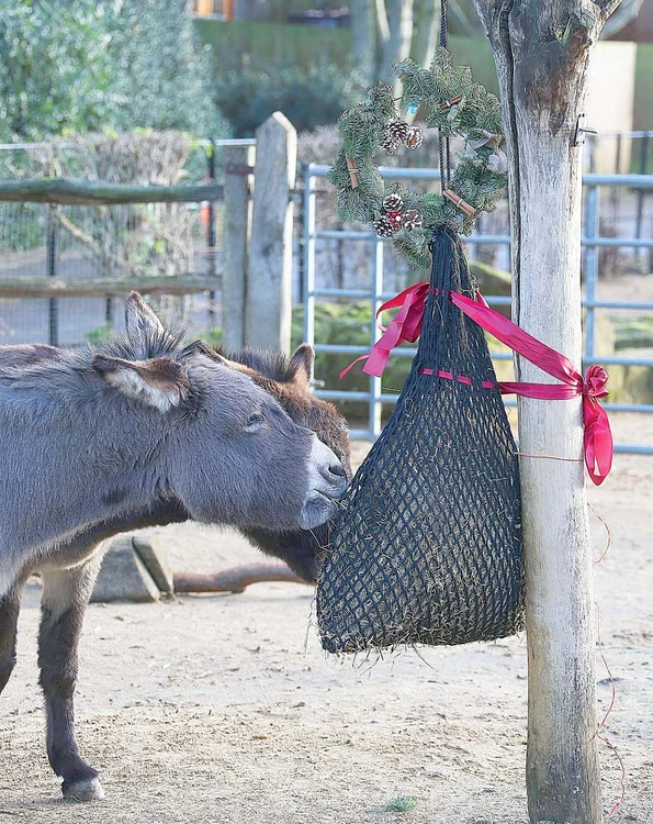 Măgăruşii au avut surprize la sac