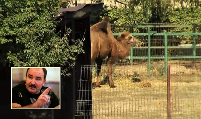 
    Cămila este singurul animal deținut de interlop legal sursa foto: click.ro  