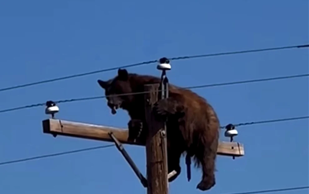 Un urs a urcat pe un stâlp de electricitate și a rămas blocat la înălțime