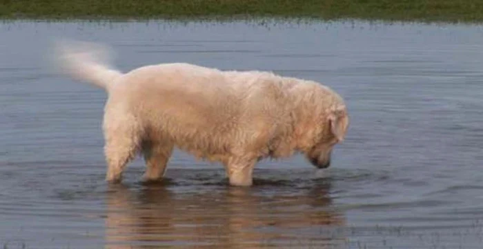 Se pare că animalul preferat de casă transmite diverse stări când dă din coadă