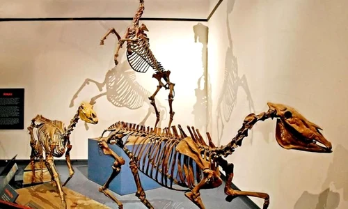 Scheletul complet al unui cal preistoric, descoperit în Franţa jpeg