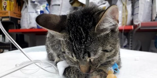 pisicuta la veterinat 