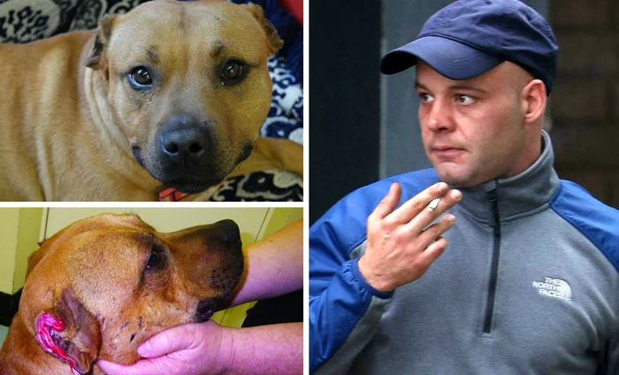 Bărbatul a fost închis pentru 24 de săptămâni şi nu are dreptul să mai deţină vreun animal timp de zece ani