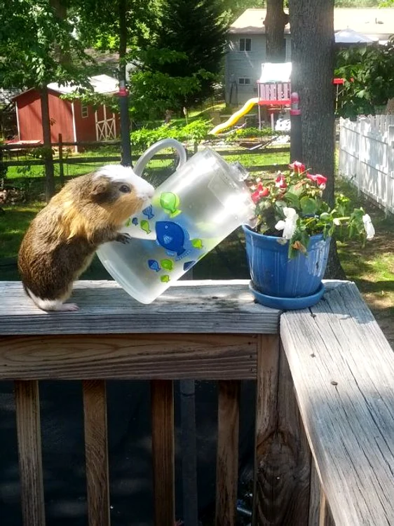 Porcuşorul de Guineea (FOTO CATERS)