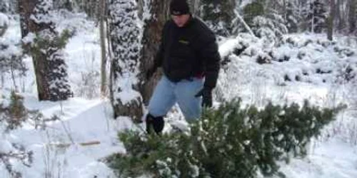 Brazii tăiaţi şi abandonaţi nu aveau amprenta ciocanului silvic