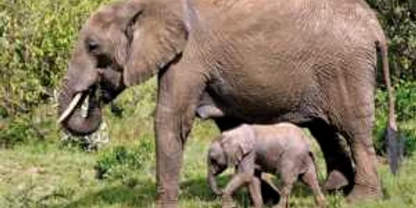 Aproximativ 400.000 de elefanţi au mai rămas în Africa, din cele 1,3 milioane, câţi erau în 1979