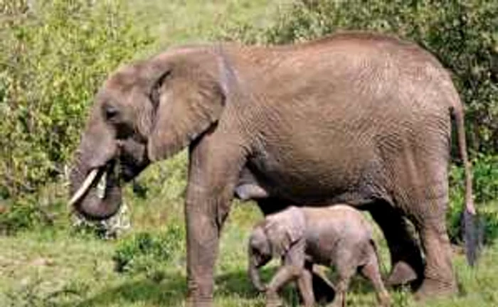 Aproximativ 400.000 de elefanţi au mai rămas în Africa, din cele 1,3 milioane, câţi erau în 1979