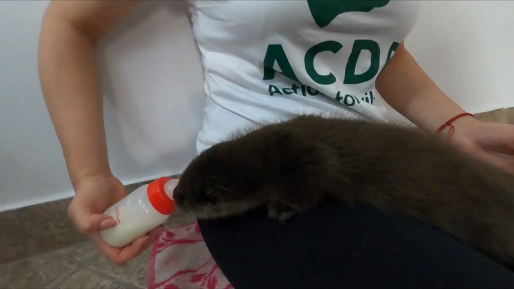 Casă nouă în Vrancea pentru un pui de vidră din Horezu, rămas orfan din cauza viiturii VIDEO