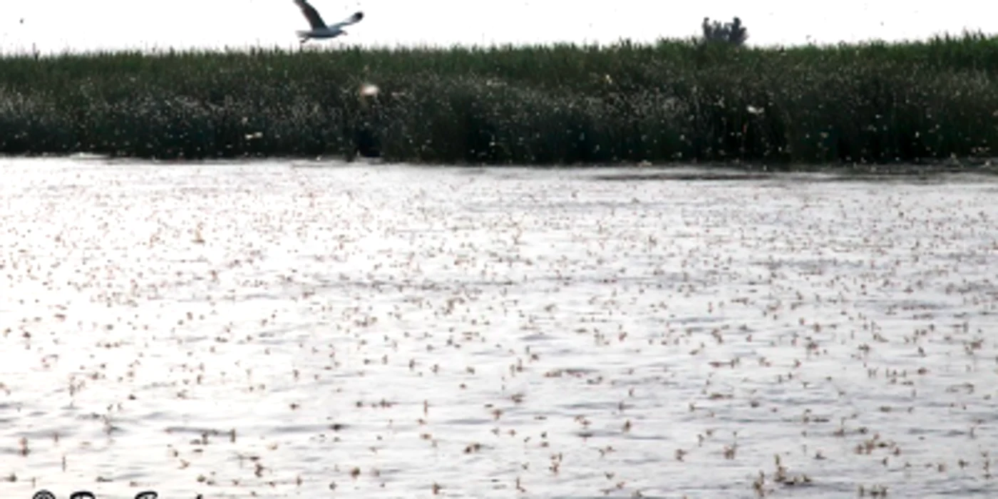 Rusaliile sau Efemeridele - insecte cu viaţă scurtă din Delta Dunării Sursa Facebook Dan Bandacu
