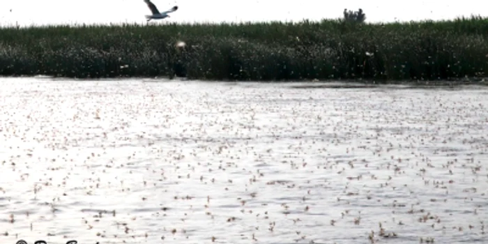 Rusaliile sau Efemeridele - insecte cu viaţă scurtă din Delta Dunării Sursa Facebook Dan Bandacu