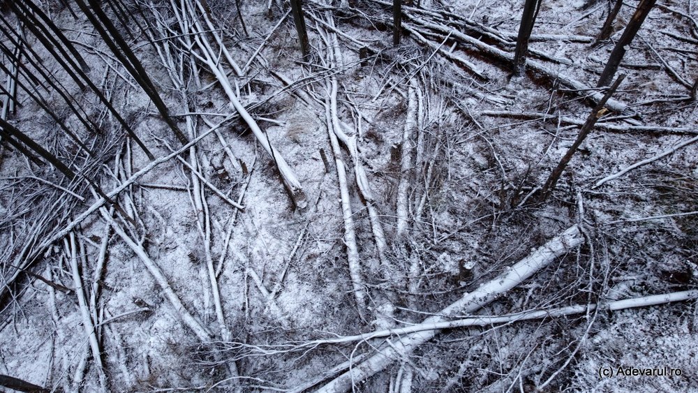 O pădure s-a prăbușit peste o mare cetate dacică. Distrugeri uriașe, după ce sute de arbori au fost doborâți de furtuni 