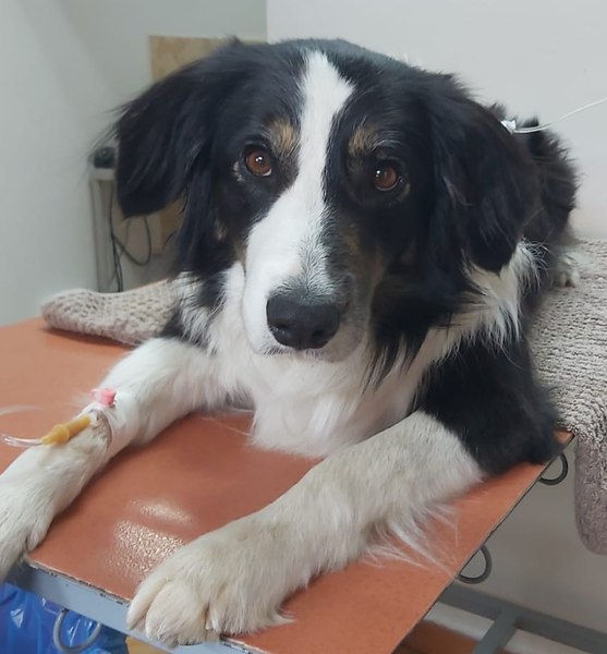 Cățelușă Salvamont, mușcată de viperă în Munții Făgăraș. Loca se întorcea de la un antrenament  