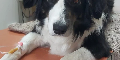 Catelusa la perfuzie jpg