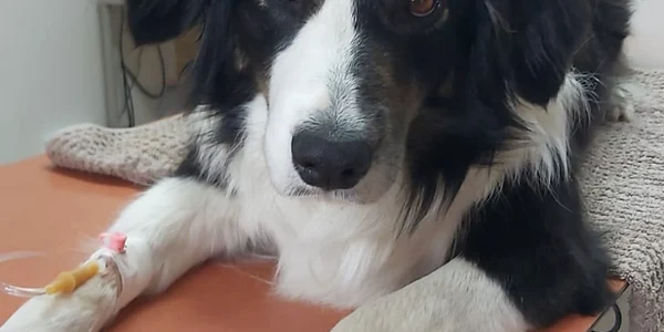 Catelusa la perfuzie jpg