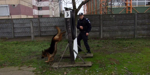 Câinele Ceva la ora de instrucţie alături de plutonierul Marius Budai
