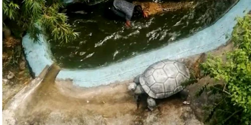 Un bărbat a fost atacat de un crocodil pe care îl credea de plastic într-un parc din Filipine FOTO captură news.com.au