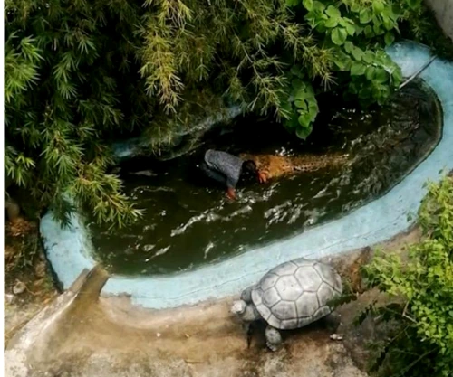 Un bărbat a fost atacat de un crocodil pe care îl credea de plastic într-un parc din Filipine FOTO captură news.com.au