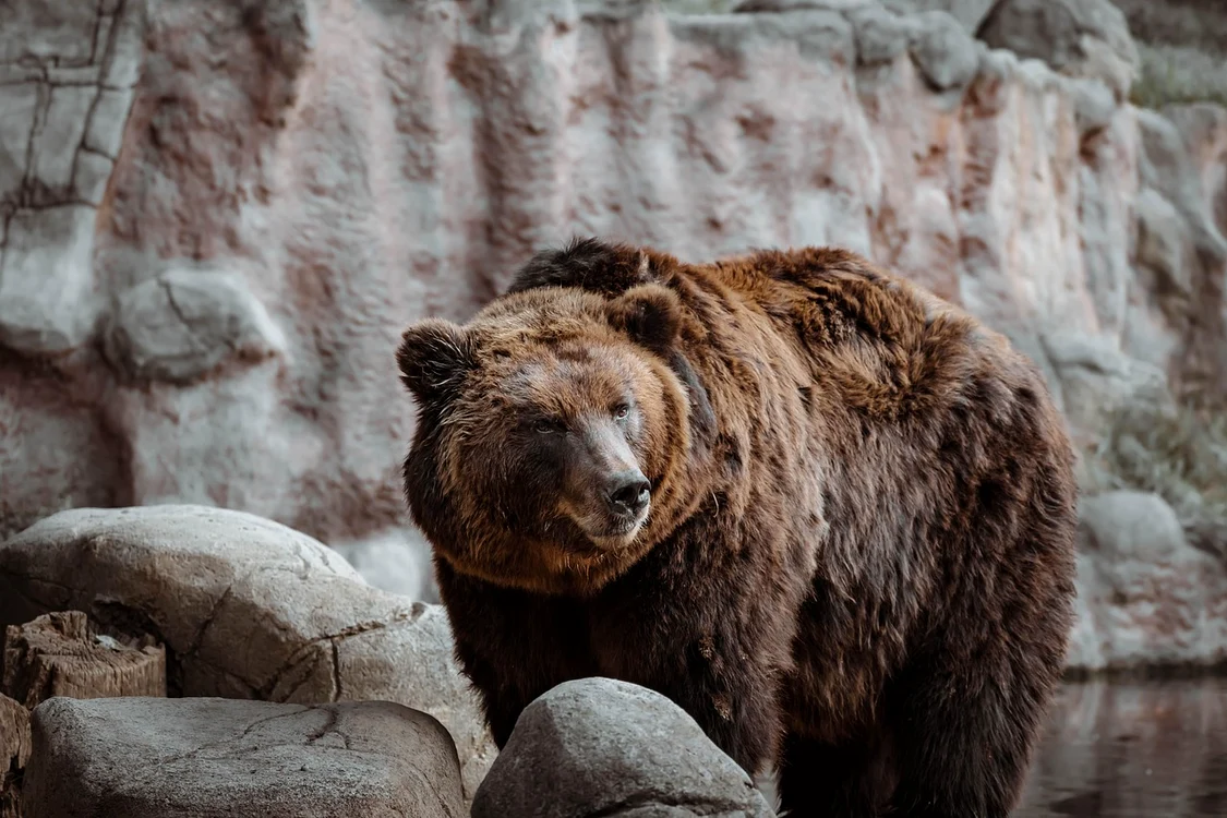 Un urs rănit a atact un pădurar  / foto: Pixabay