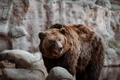 animal 4494180 1280 jpg