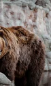 animal 4494180 1280 jpg