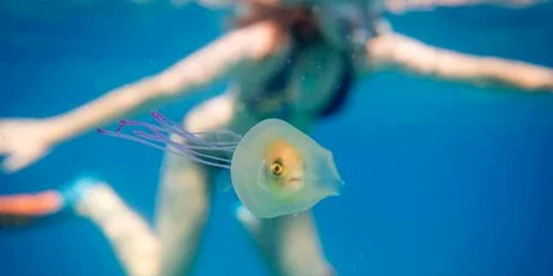 peste nationalgeographic.com