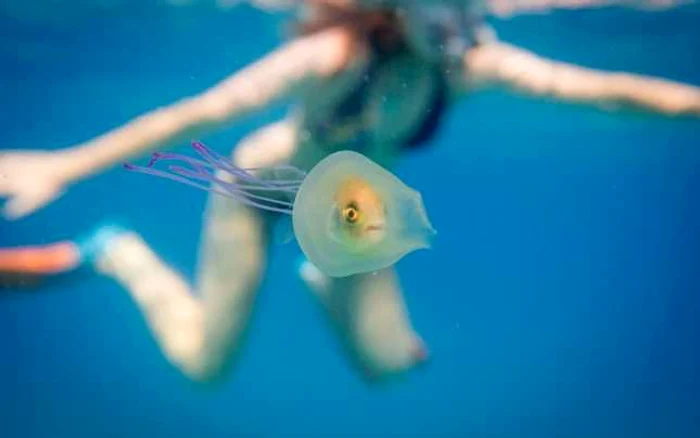 Un australian
a surpins un peşte ce părea că se ascunde într-o meduză. Foto nationalgeographic.com