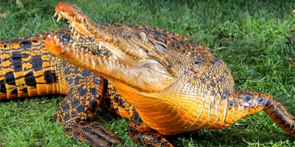 Pielea lui Snappy va reveni în timp la verdele său natural