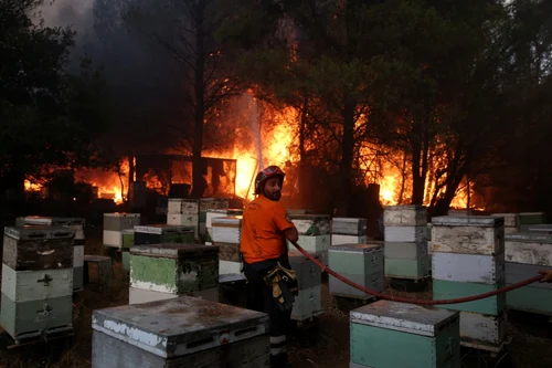 Atena afectată de incendii. FOTO EPA-EFE