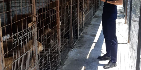 slobozia razie la adaposturile canine foto ipj ialomita