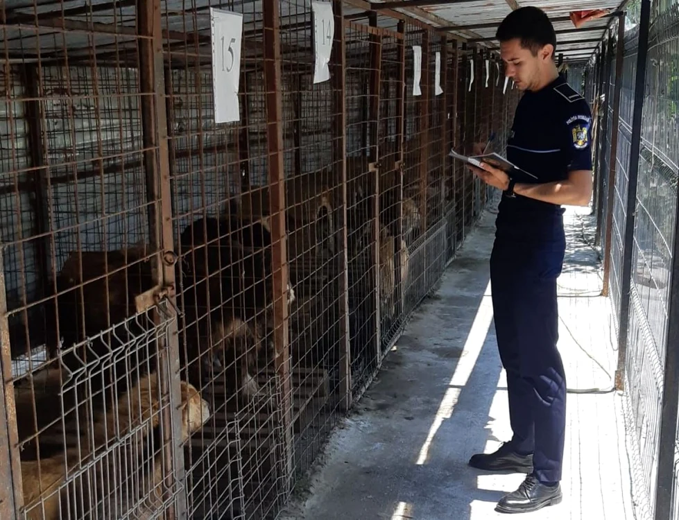 Razie la adăposturile canine FOTO IPJ Ialomiţa