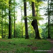 paduri seculare hunedoara foto daniel guta adevarul
