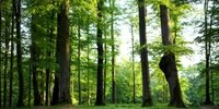 paduri seculare hunedoara foto daniel guta adevarul