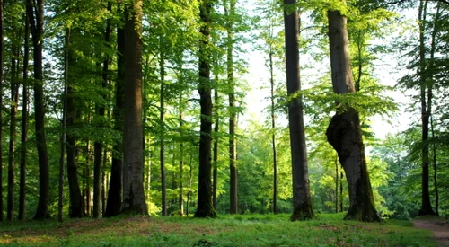 paduri seculare hunedoara foto daniel guta adevarul