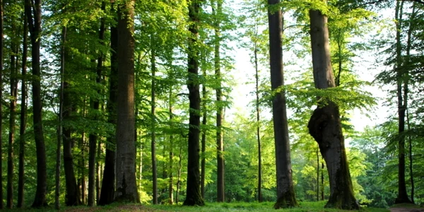 paduri seculare hunedoara foto daniel guta adevarul
