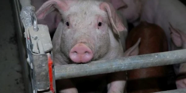 Transport ilegal de porci în Vâlcea Foto voceavalcii ro