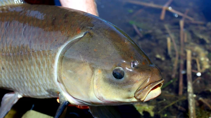Peștele bigmouth buffalo ajunge și la 127 de ani