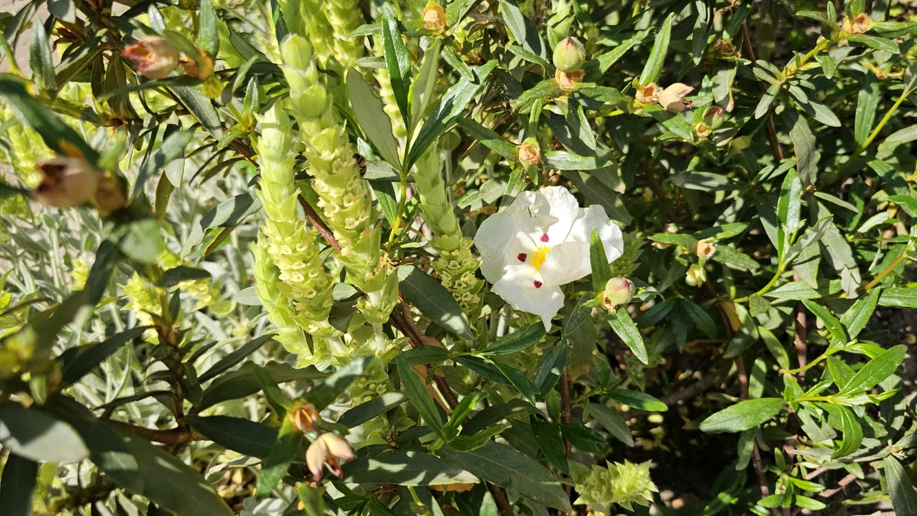 Cistus Ladaniferus FOTO I.B.