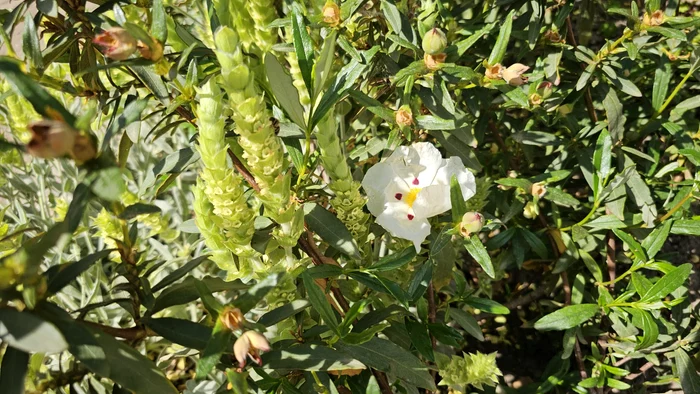 Cistus Ladaniferus FOTO I.B.