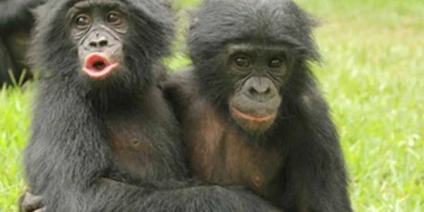 maimute bonobo foto bbc