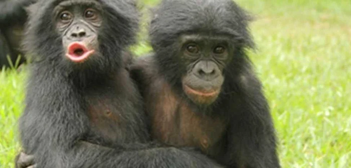 Maimuţele bonobo „competente” emoţional se pot alina între ele FOTO BBC