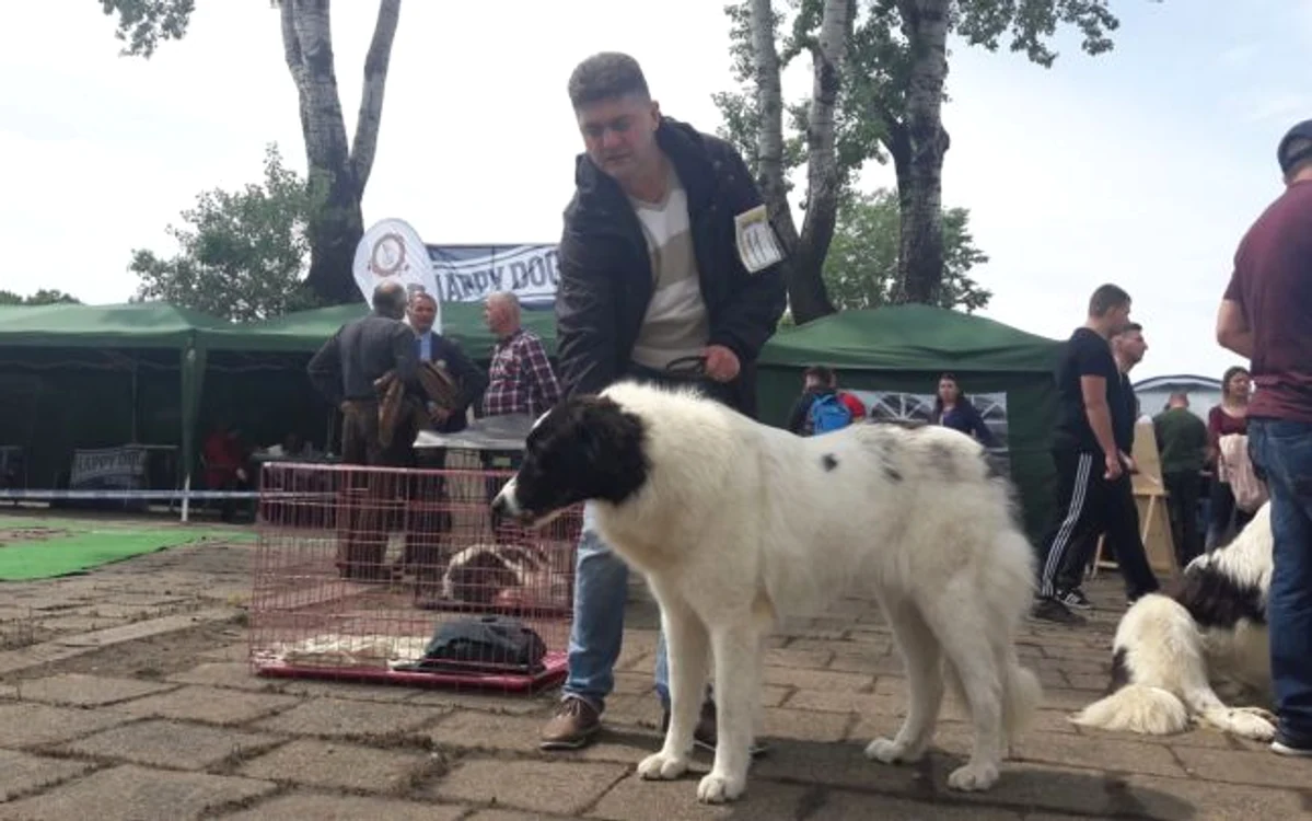 Ciobănesc de Bucovina în expoziţie la Timişoara Ş.Both