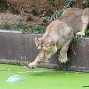Imaginea Zilei / Un leu se joacă în ţarcul lui în timpul unei şedinţe foto organizată cu ocazia sărbătoririi Zilei Mondiale a Leului la London Zoo Regent’s Park în nord-vestul Londrei Anglia FOTO EPA – EFE / Facundo Arrizabalaga / 10 aug 2018
