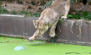 Imaginea Zilei / Un leu se joacă în ţarcul lui în timpul unei şedinţe foto organizată cu ocazia sărbătoririi Zilei Mondiale a Leului la London Zoo Regent’s Park în nord-vestul Londrei Anglia FOTO EPA – EFE / Facundo Arrizabalaga / 10 aug 2018