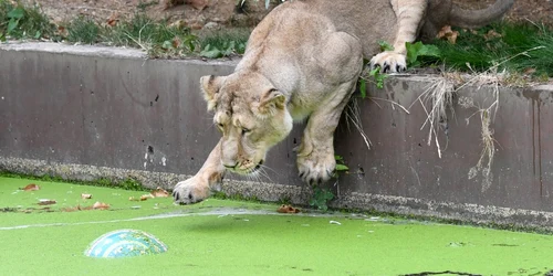 Imaginea Zilei / Un leu se joacă în ţarcul lui în timpul unei şedinţe foto organizată cu ocazia sărbătoririi Zilei Mondiale a Leului la London Zoo Regent’s Park în nord-vestul Londrei Anglia FOTO EPA – EFE / Facundo Arrizabalaga / 10 aug 2018