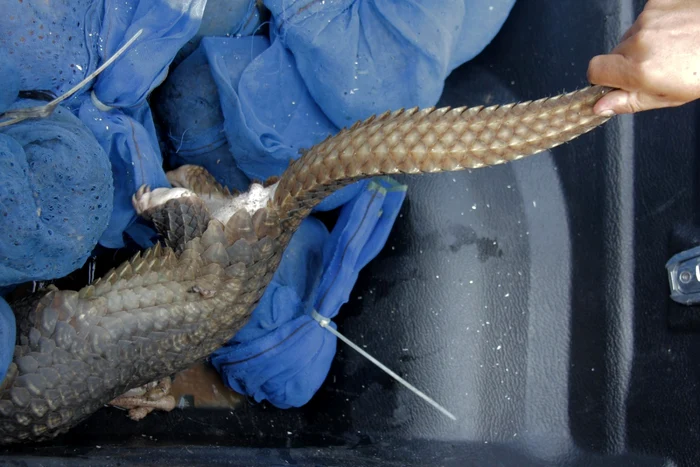 Pangolin FOTO Shutterstock 