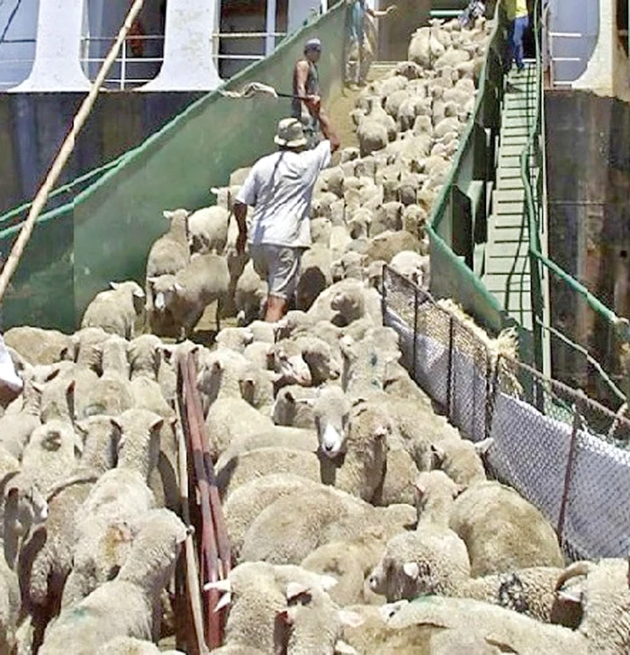 Oile erau încărcate  fără a se mai  verifica numărul lor 