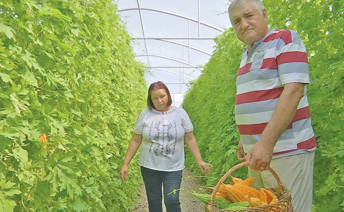 Castraveţii amari sunt comercializaţi cu 20 de lei kilogramulFoto: adevarul.ro