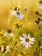 chamomiles 6480598 640 jpeg