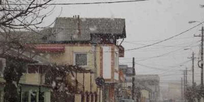 Ninge la Constanţa FOTO M.I.