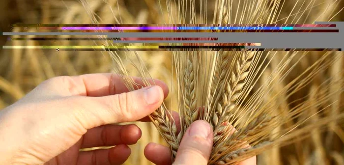 Una dintre societăţi comercializa cereale